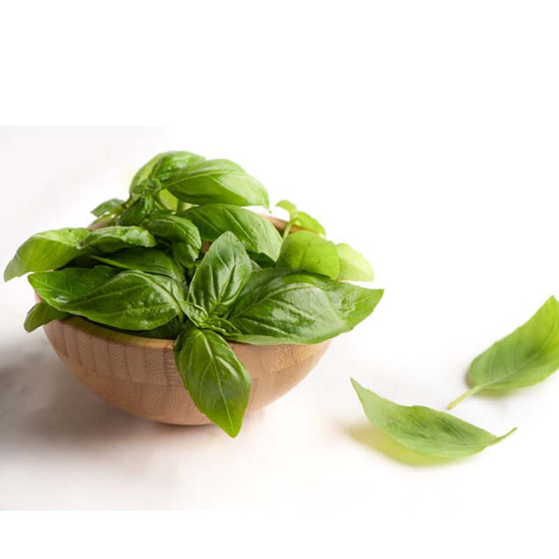 Italian Basil