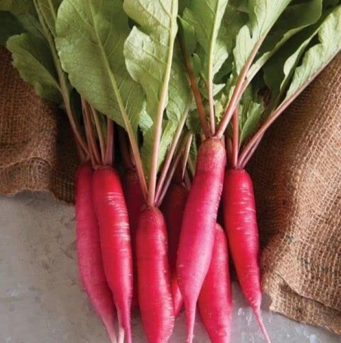 Red radish with leaves