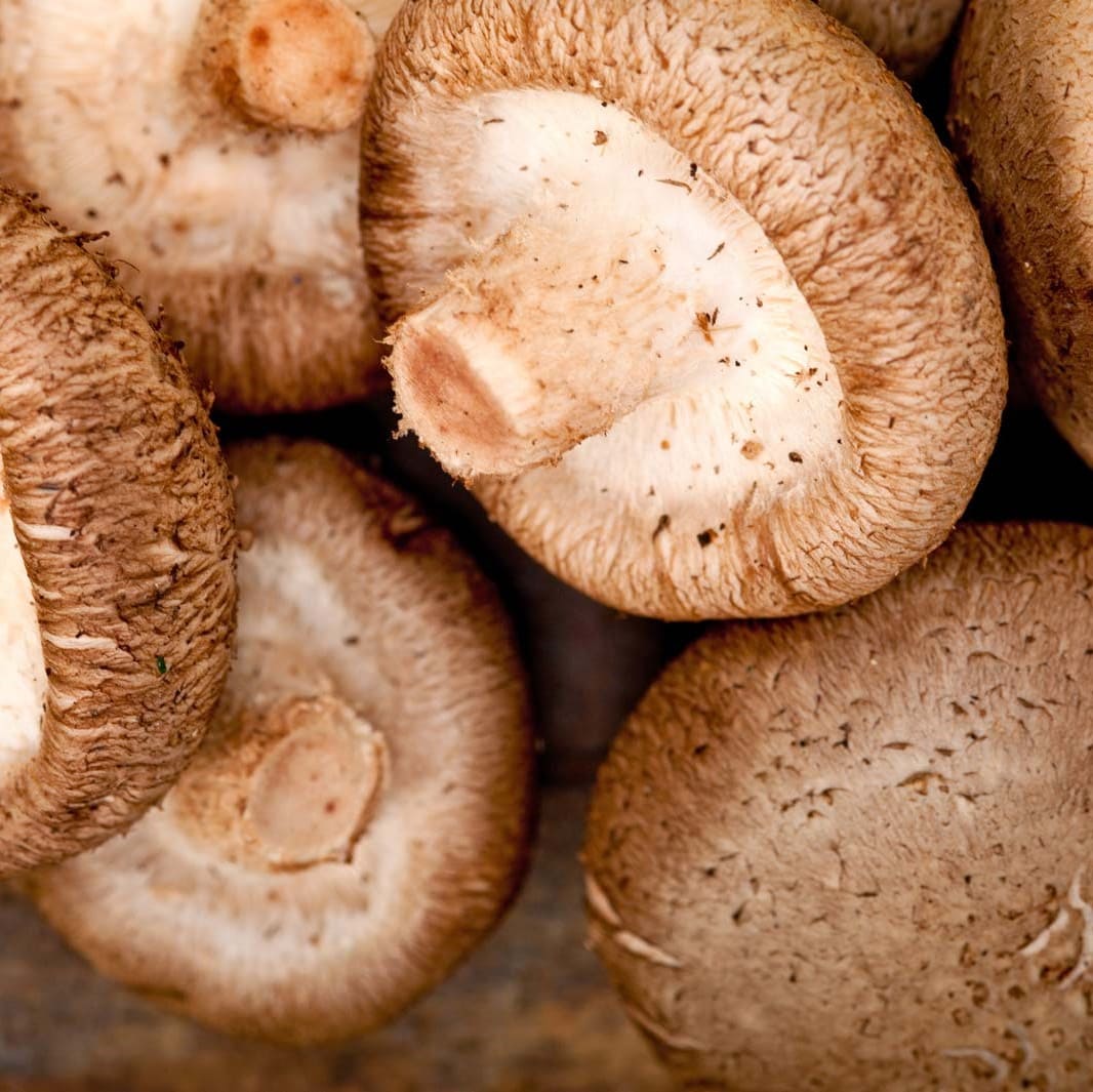 Shiitake